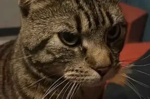 Animaux perdus Orléans, photo: Chat tigré noir et roux perdu à Orléans