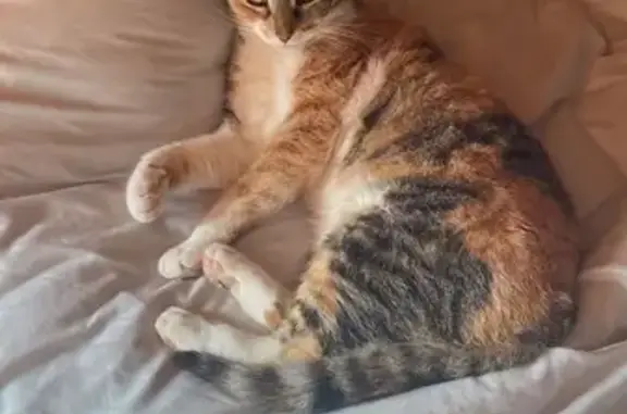 Animaux perdus Ibos, photo: Chatte Isabelle tigrée perdue à Ibos