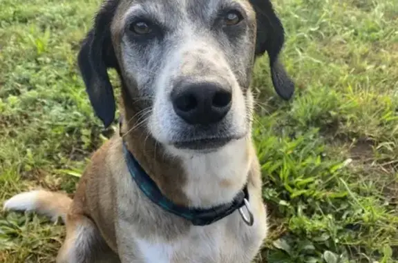 Animaux perdus , photo: Chien perdu : Poukie, femelle 8 ans, Ormoy