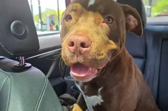 Found Tan Dog: White Neck & Chest Markings