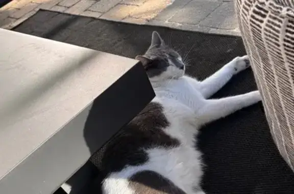 Chat perdu : jeune 8 mois, gris/blanc, Aigremont - photo