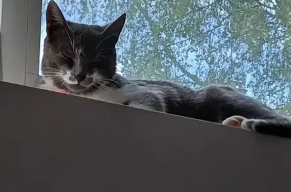 Animaux trouvés Bezannes, photo: Chat gris-blanc câlin trouvé à Bezannes