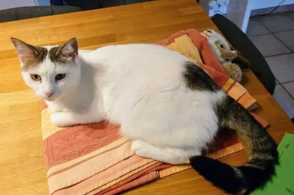 Animaux perdus Antibes, photo: Chatte blanche 5 ans perdue à Antibes