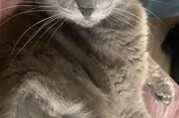 Animaux perdus Tournefeuille, photo: Chat gris perdu à Tournefeuille