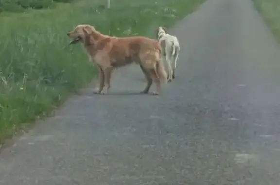Chien trouvé Rue du Parc, Val des Vignes - photo