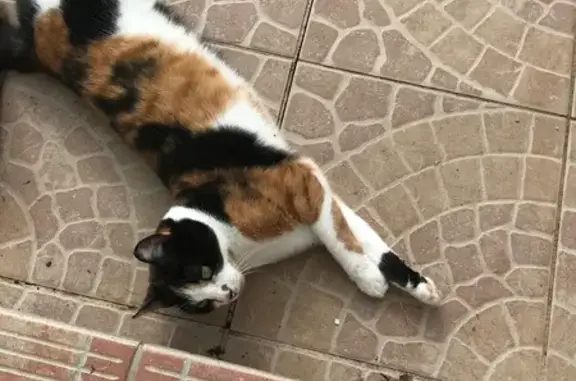 Animaux perdus Montmain, photo: Chatte tricolore disparue à Montmain