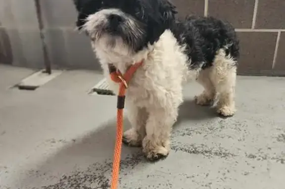 Lost Shih Tzu Mix on 27th St, Peru