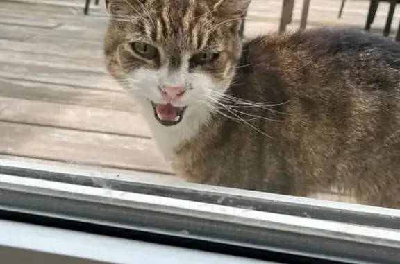 Chat trouvé La Madeleine, photo: Jeune chat tricolore trouvé à La Madeleine