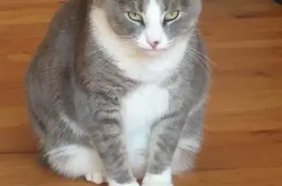 Lost Cat: Grey/White, Black Nose Mark