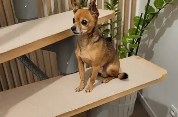 Chien perdu : Kiko, mâle 8 ans, marron - photo