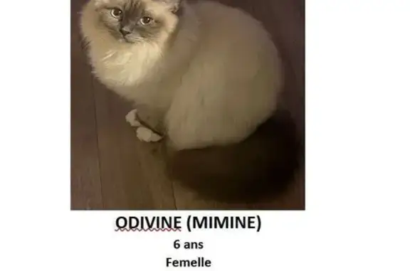 Chatte perdue, 6 ans, Moigny-sur-École - photo