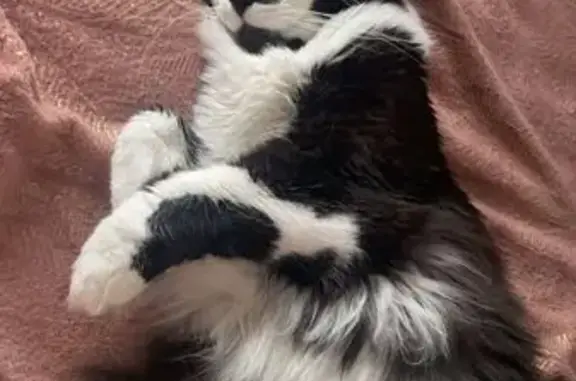 Chat perdu, Auxonne, photo: Chat perdu : Sacha, 4 ans, yeux jaunes