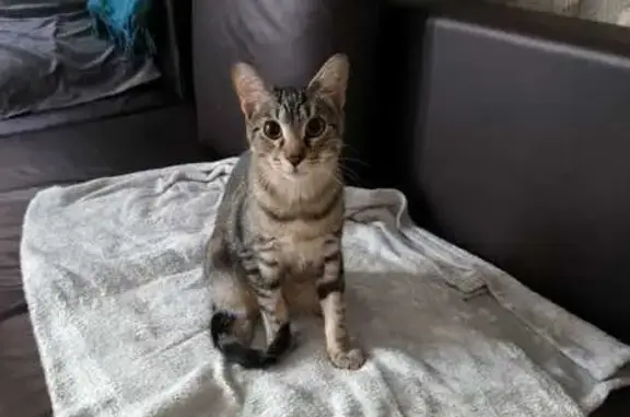Jeune chat tigré perdu à Perpignan - photo