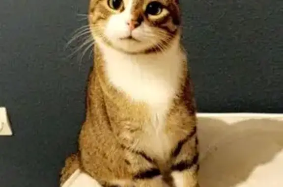 Animaux perdus Colmar, photo: Chat perdu : tigre clair, ventre blanc, Colmar