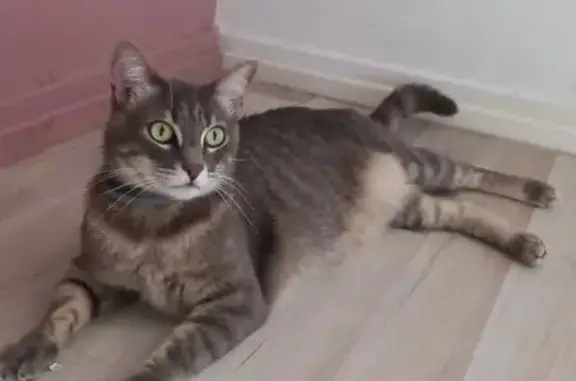 Chat perdu, Impasse du Peu, Touvre - photo