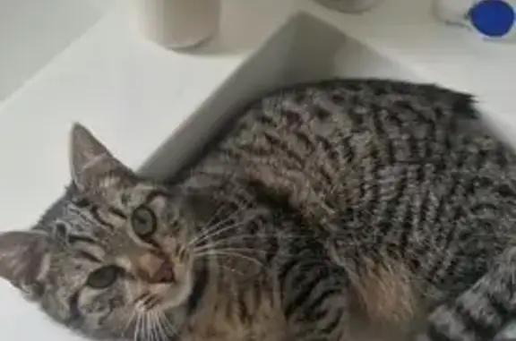 Chatte tigrée perdue à Varetz : Zora - photo