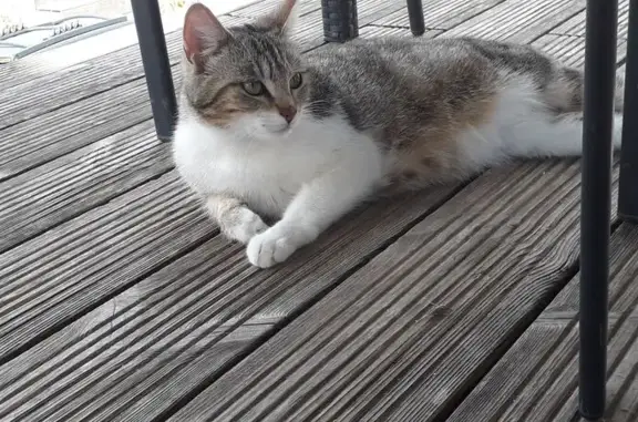 Chat trouvé Le Crès, photo: Chatte blanche et grise gestante trouvée