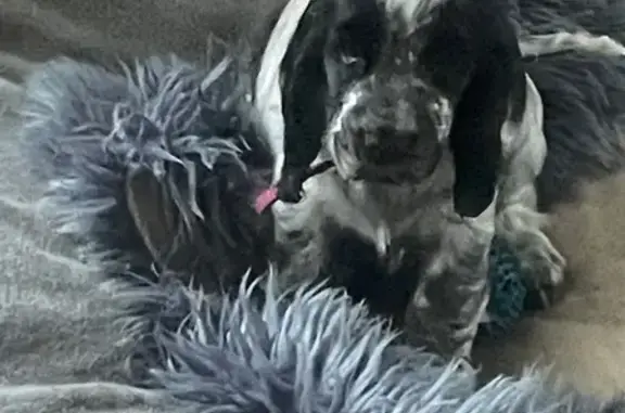 Chien perdu , photo : Chiot bleu et blanc perdu à Bréchamps
