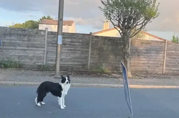 Chien Border Collie trouvé à Lagord - photo