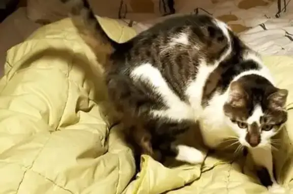 Chat perdu, mâle tigré-blanc, Ploërmel - photo
