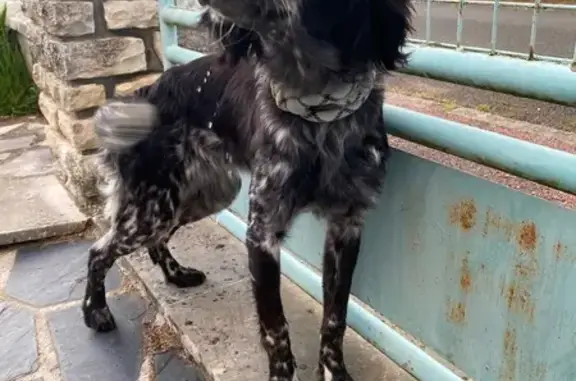 Chienne noire/grise trouvée à Doussay - photo
