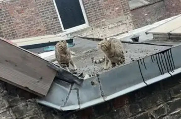 Chat trouvé avec 2 chats et un tigre, Tourcoing - photo