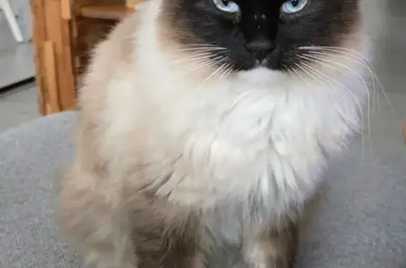 Chatte Ragdoll perdue à Aytré - Patate - photo