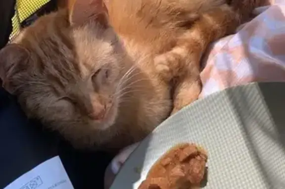 Chatte rousse blessée trouvée à Limony - photo