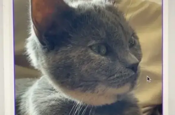 Chatte perdue Mira, grise, yeux verts, Limoges - photo