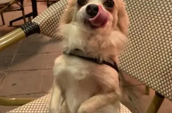 Chihuahua crème perdu à Èze, besoin soins - photo