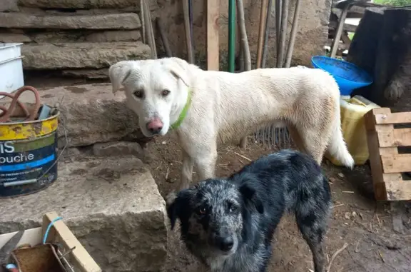 Animaux trouvés , photo: Chien mâle blanc trouvé à Laborie