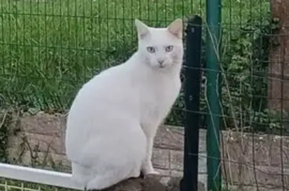 Chat mâle blanc perdu, yeux bleus, Redon - photo