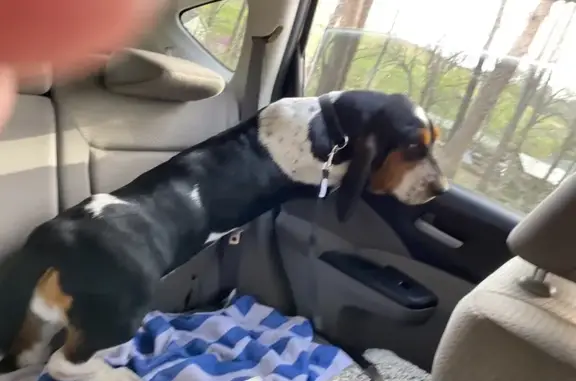 Lost Basset Hound: Help Find Her!
