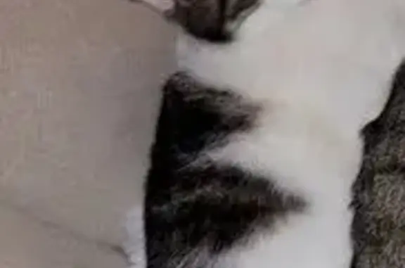 Lost Cat: Hazel, White & Brindle, Perry GA
