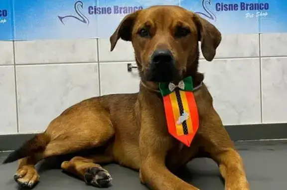 Macho, 1 ano, castrado, porte médio e super brincalhão!