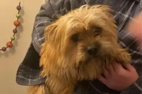 Found pets , photo: Found: Small Dog with Green Collar, Auburn