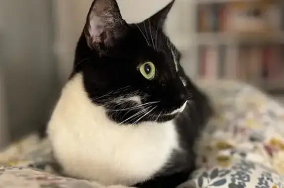 Chat perdu Merlin, Saint-Bernard, nuit 14/15 avril - photo