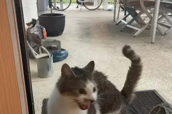 Animaux trouvés Frasne, photo: Jeune chat trouvé impasse des Frênes