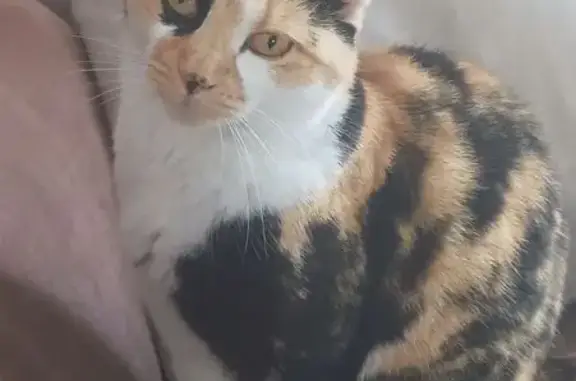 Animaux perdus , photo: Chatte tricolore perdue à Couvrelles