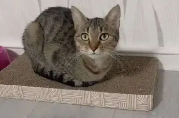 Chat tigré perdu à Allonnes - photo