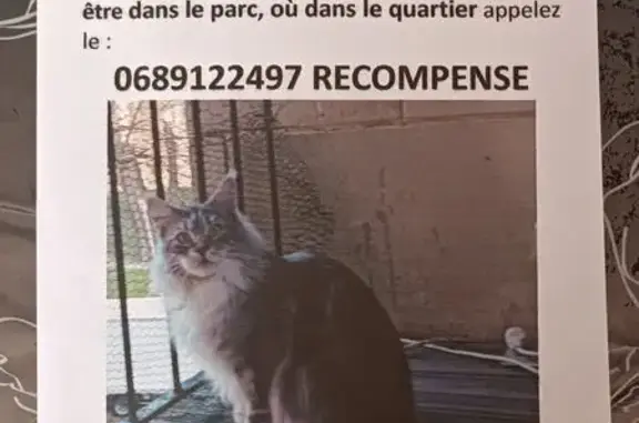 Chat gris clair perdu à Nogent-sur-Oise - photo