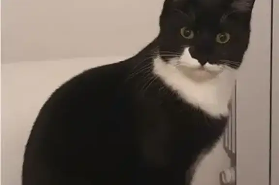 Chat perdu noir et blanc à Concarneau - photo