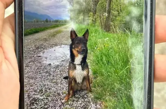 Chien perdu Esserts-Blay, oreilles droites - photo