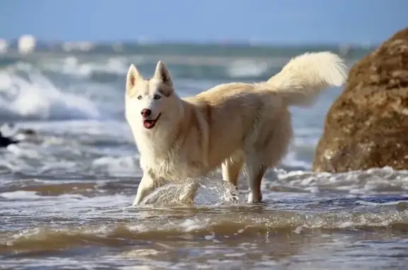 Husky beige 2 ans perdu à Saint-Thuriau - photo