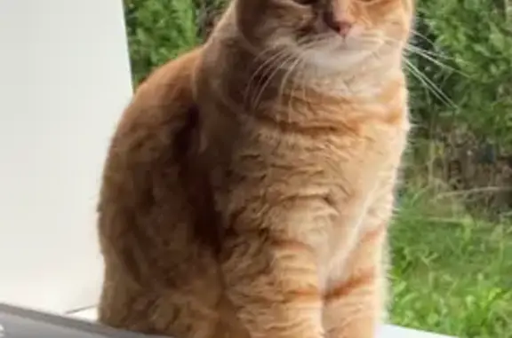 Chat roux tigré perdu à Marchaux-Chaudefontaine - photo