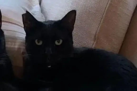 Chatte noire perdue, collier rose, St-Victoret - photo