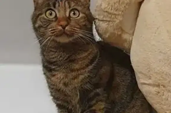 Chat perdu, Paris, photo: Chatte tigrée marron perdue à Paris