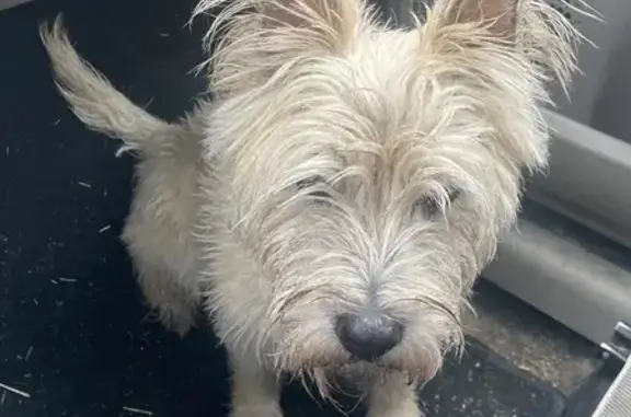Chien trouvé gentil Route de Clèon 630 - photo
