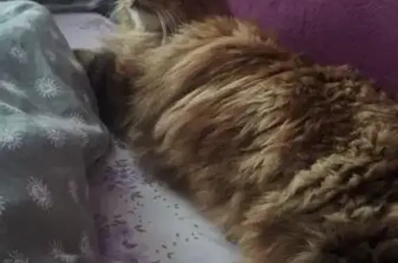 Chat trouvé Besançon, photo: Chatte tigrée marron/orange câline trouvée