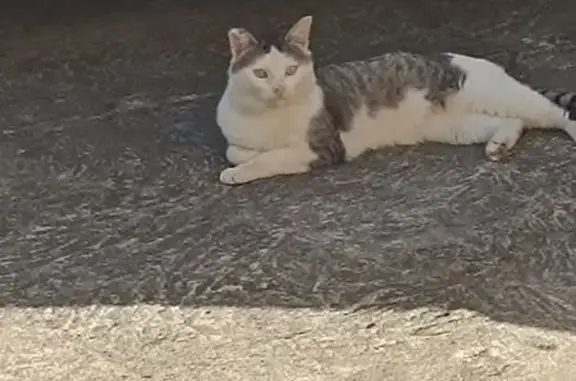 Chat blessé trouvé Rue des Croix, Ploufragan - photo